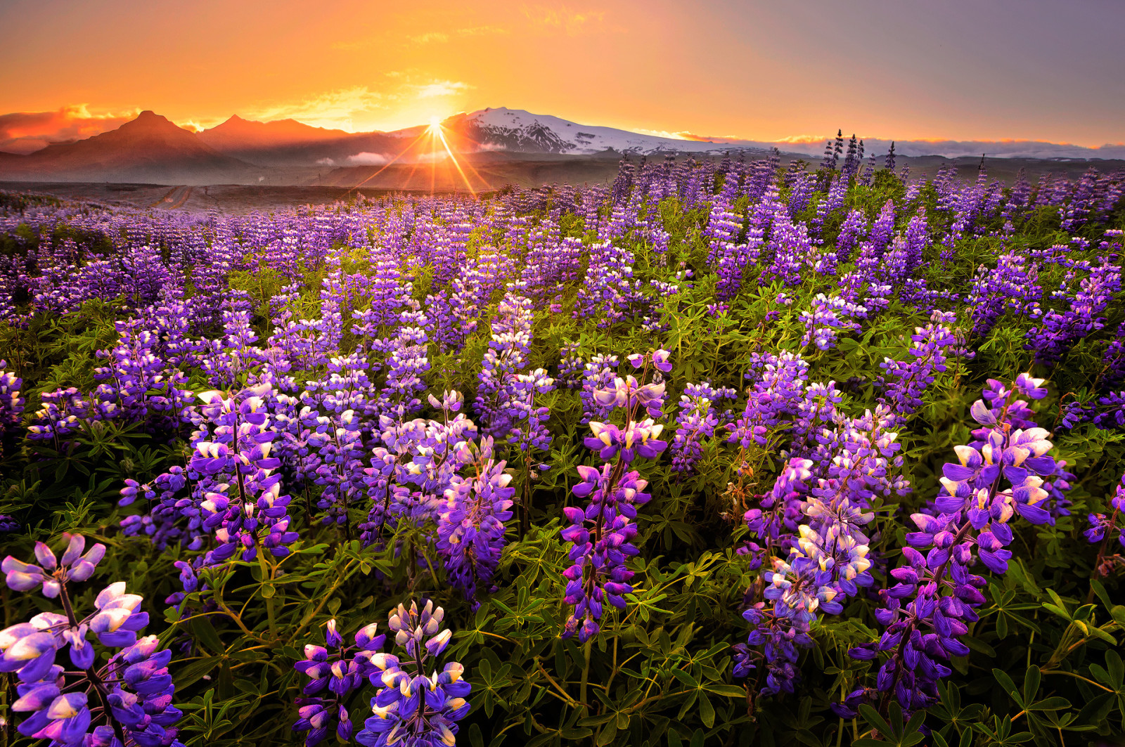 le coucher du soleil, champ, fleurs, montagnes, panorama