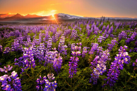 Feld, Blumen, Berge, Panorama, Sonnenuntergang