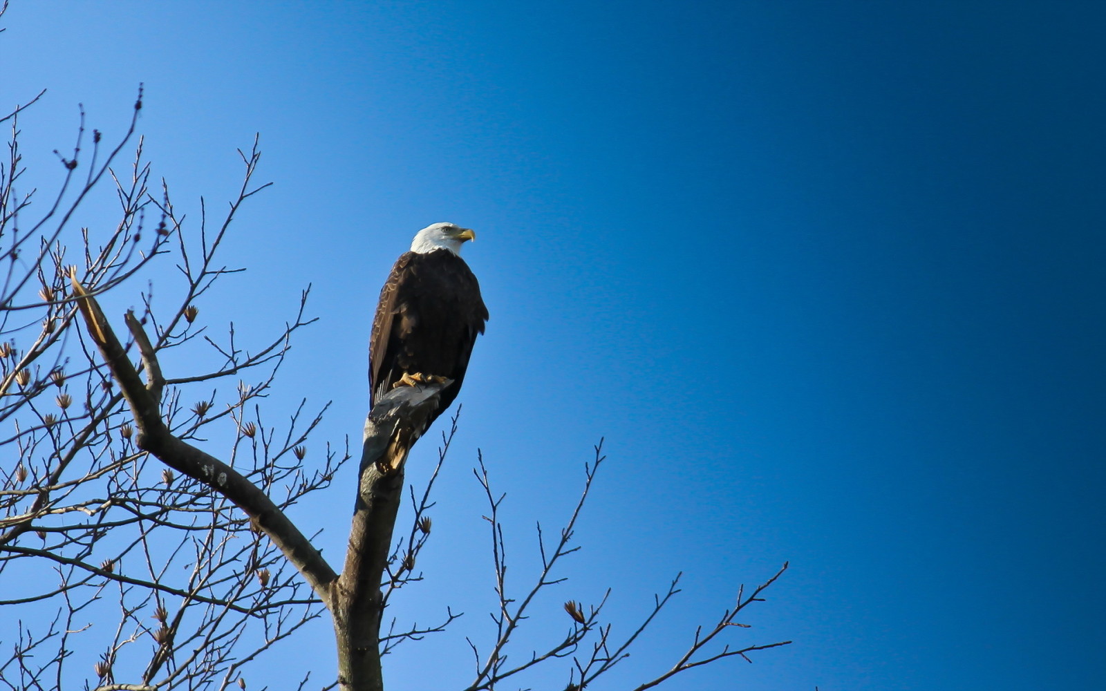 natuur, vogel, Adelaar