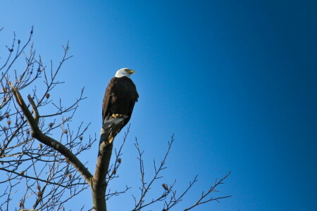 bird, Eagle, nature