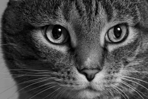 black and white, cat, face, look, monochrome