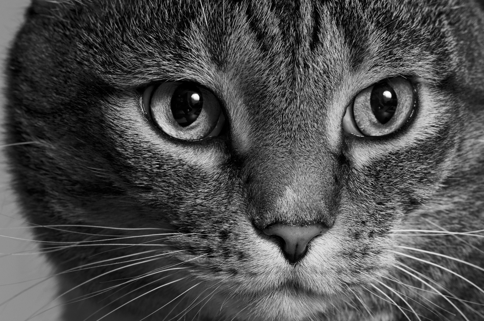 look, black and white, face, cat, monochrome