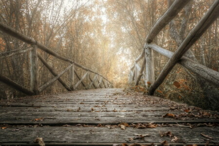 outono, Ponte, folhas, natureza