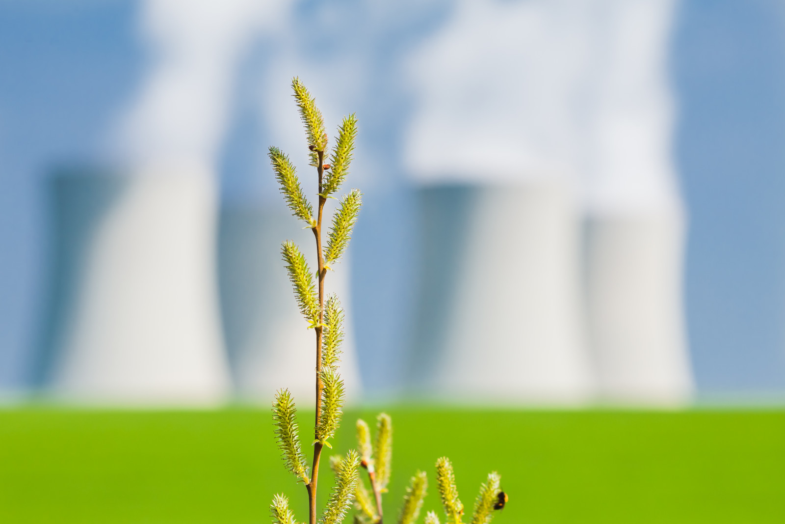 natur, bakgrund, makro, fläck, grönt, gren, njure