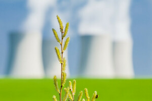 Contexte, brouiller, branche, légumes verts, un rein, macro, la nature