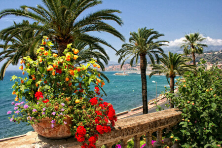 coast, flowers, France, home, Menton, palm trees, sea