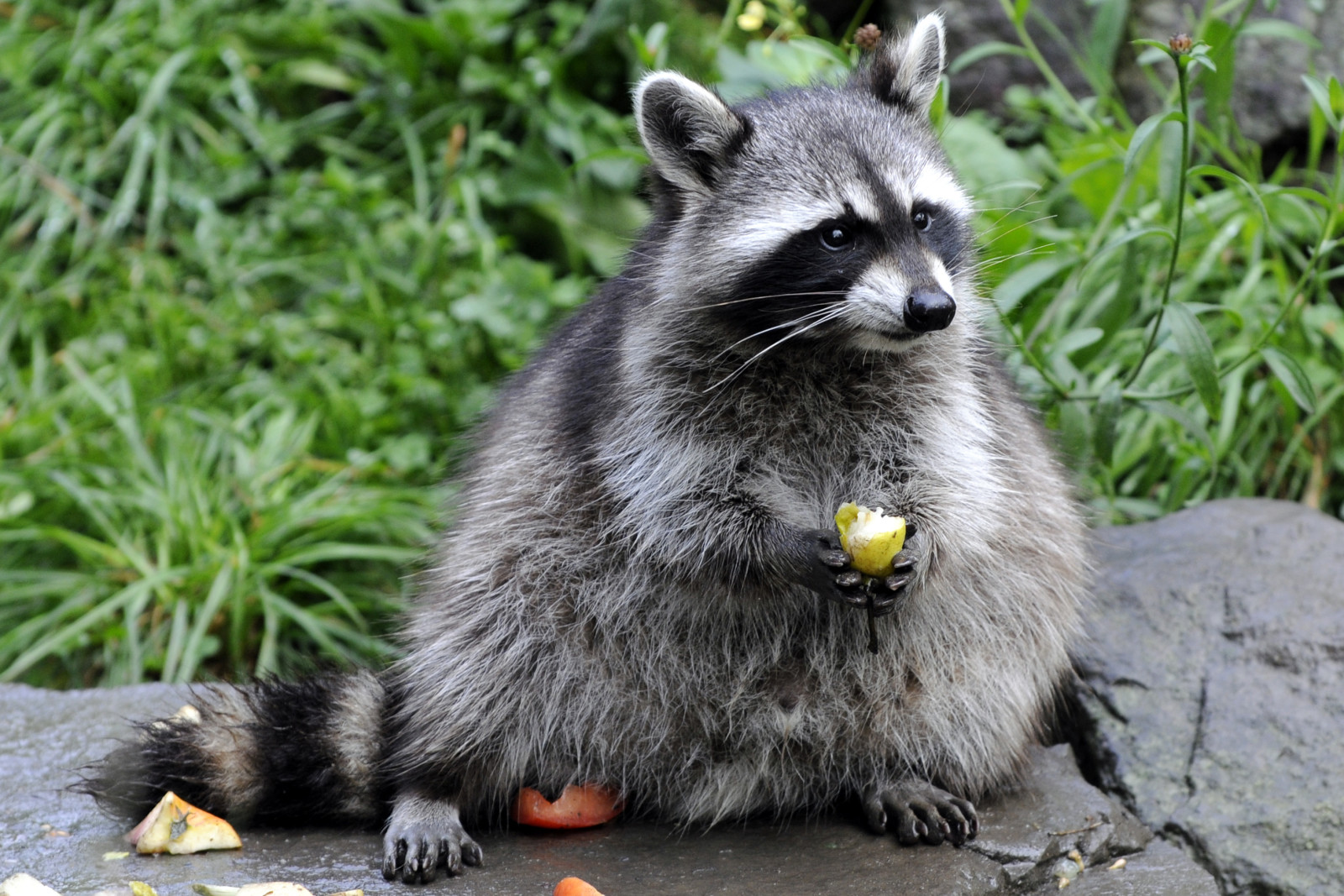 grass, stone, raccoon, fruit, eating