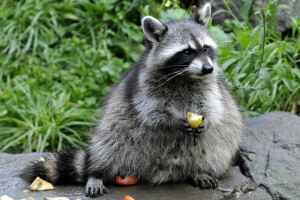 eating, fruit, grass, raccoon, stone