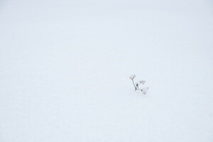 césped, nieve, invierno