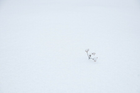 gräs, snö, vinter-