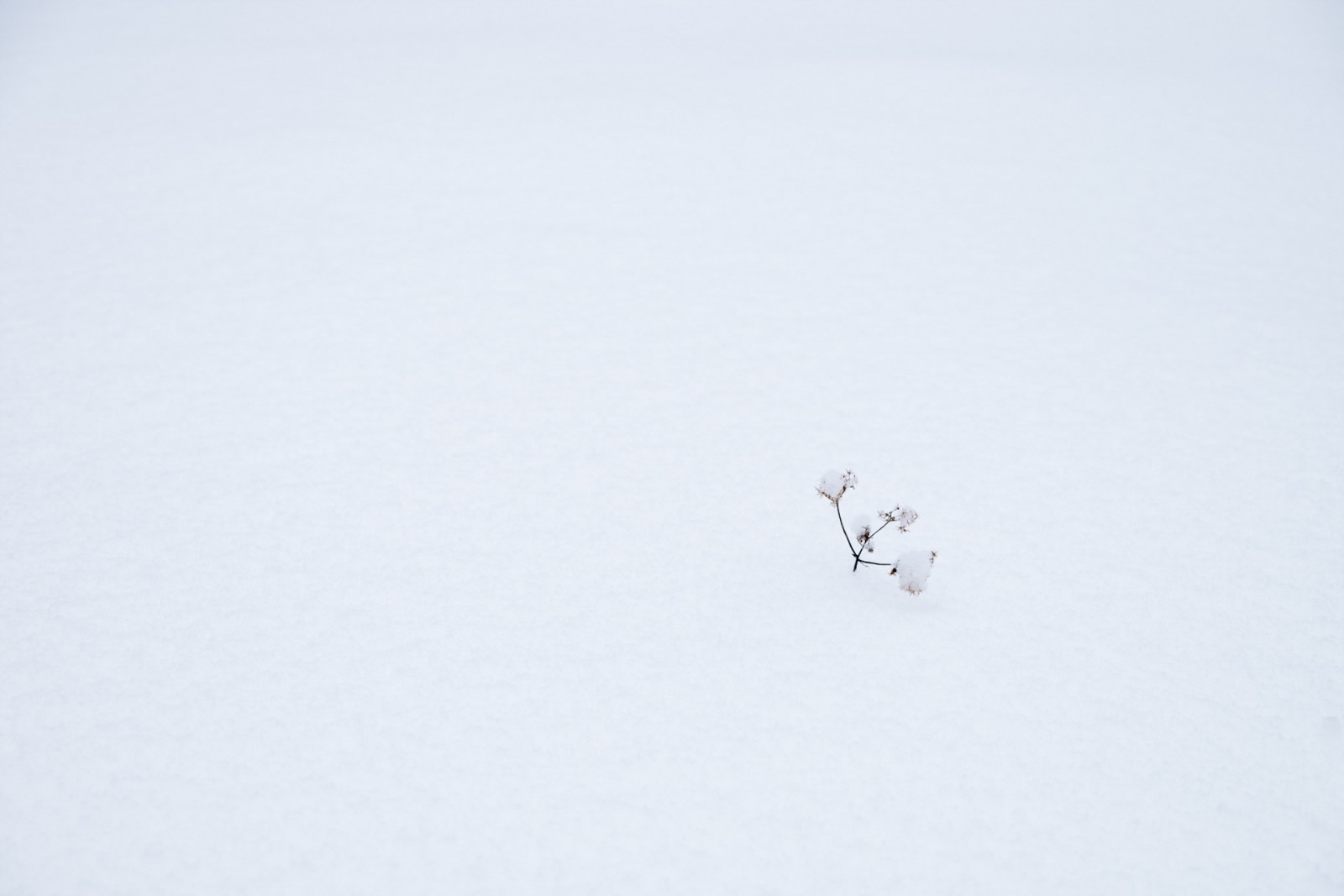 sneeuw, gras, winter