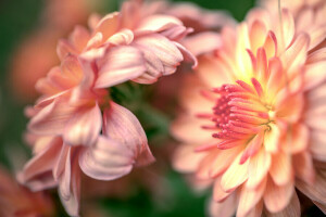 Crisantemo, flores, macro