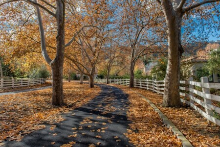 otoño, casa, hojas, naturaleza, carreteras, la cerca, arboles