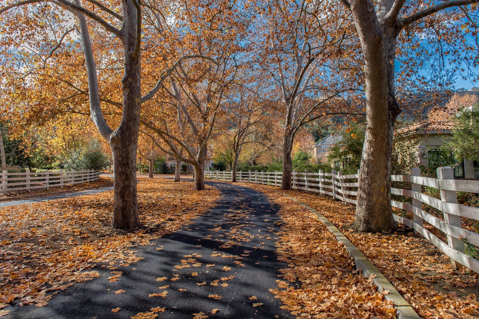 autunno, natura, Casa, alberi, le foglie, la recinzione, strade