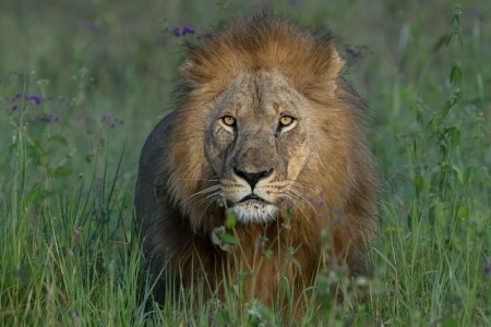 face, grass, Leo, look, mane, the king of beasts