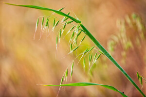 Relva, folhas, plantar, espiguetas