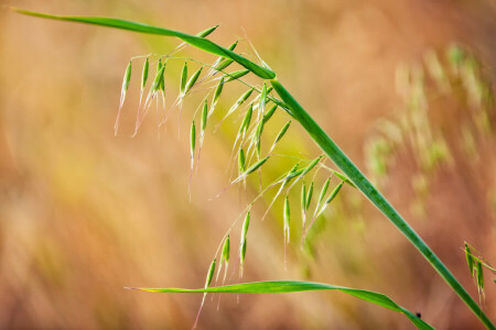 gress, blader, anlegg, spikelets