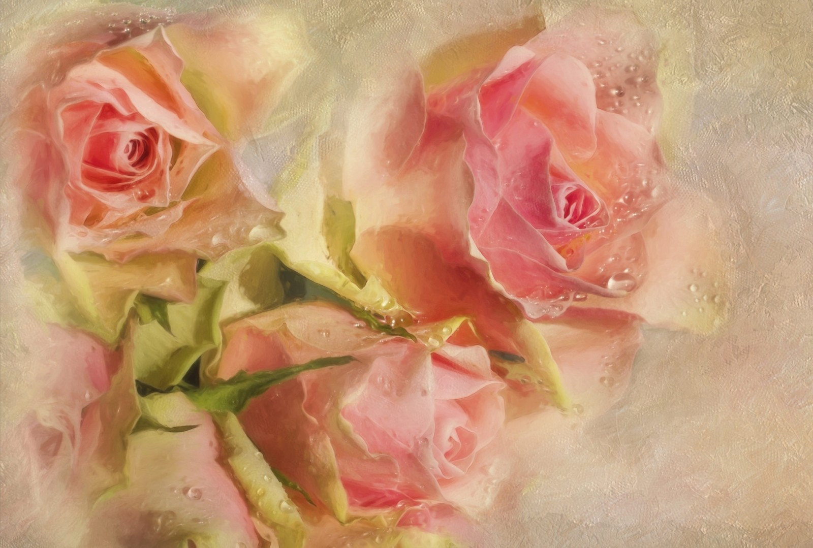 Rosen, Rosa, Textur, Blumen, Tropfen, Knospen