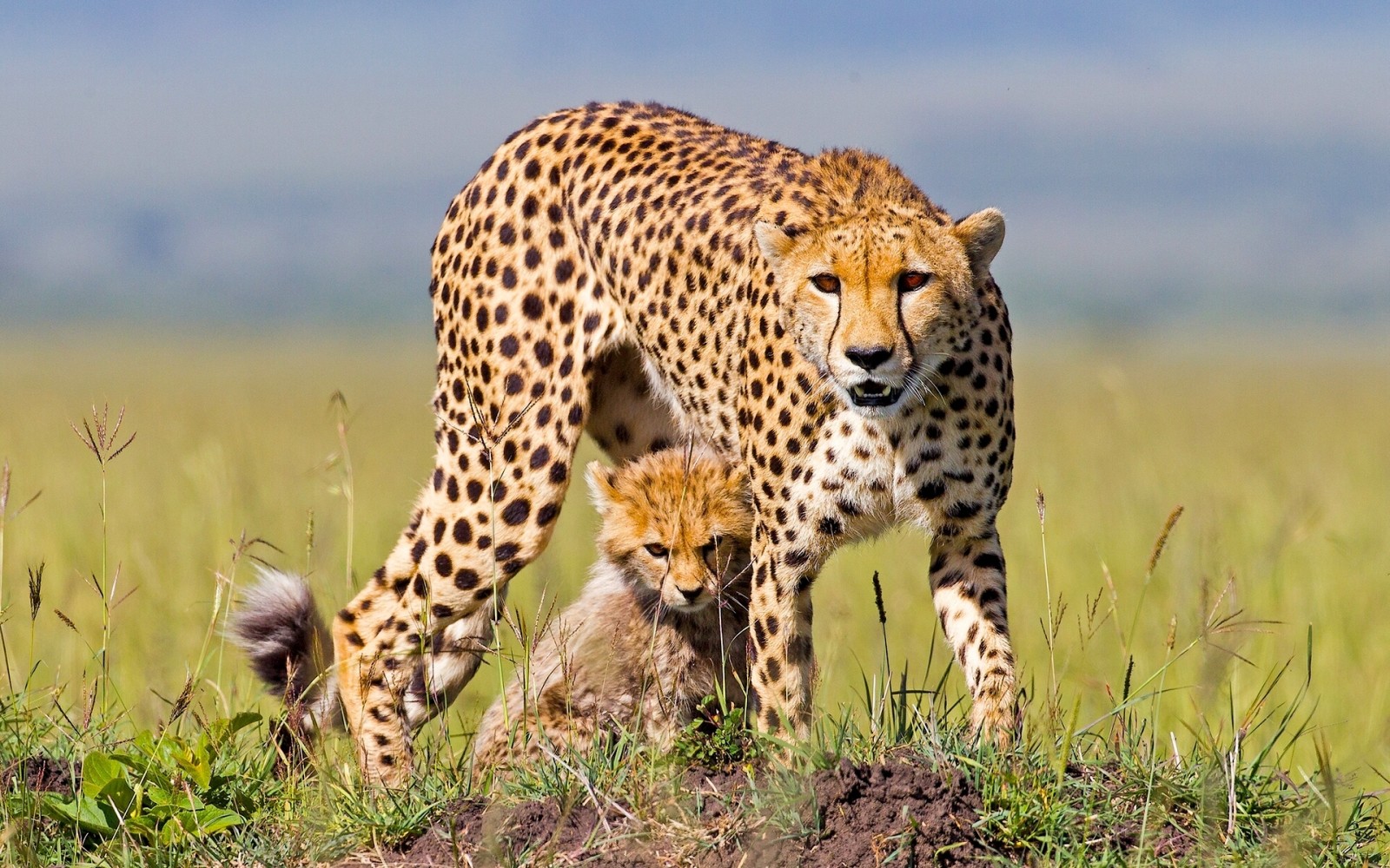 cub, kitty, Africa, Cheetah, cheetahs