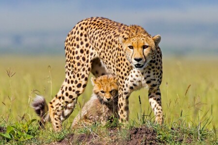 Afrique, guépard, guépards, lionceau, minou