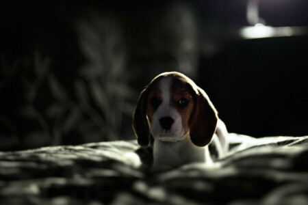 Beagle, chien, chaque, Regardez