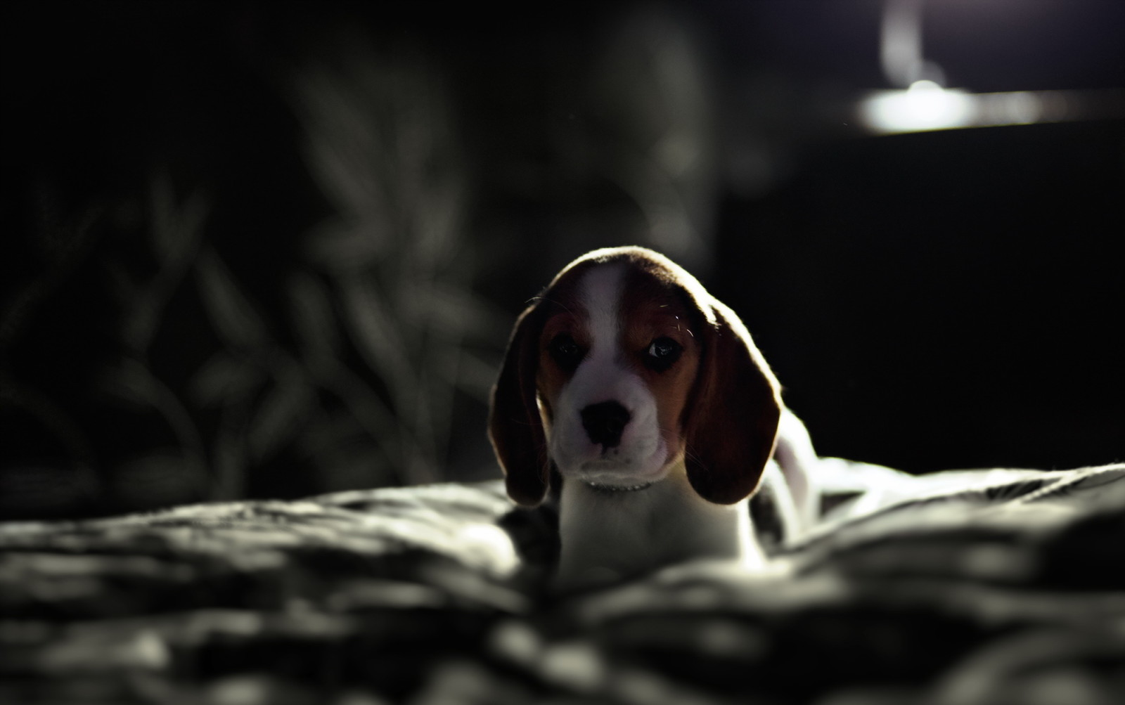 look, dog, each, Beagle