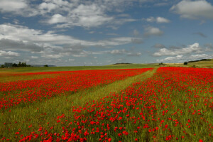 champ, fleurs, collines, maison, Italie, Maki, Prairie, Le ciel