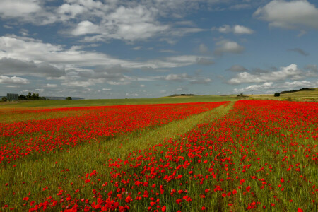 Feld, Blumen, Hügel, Haus, Italien, Maki, Wiese, der Himmel