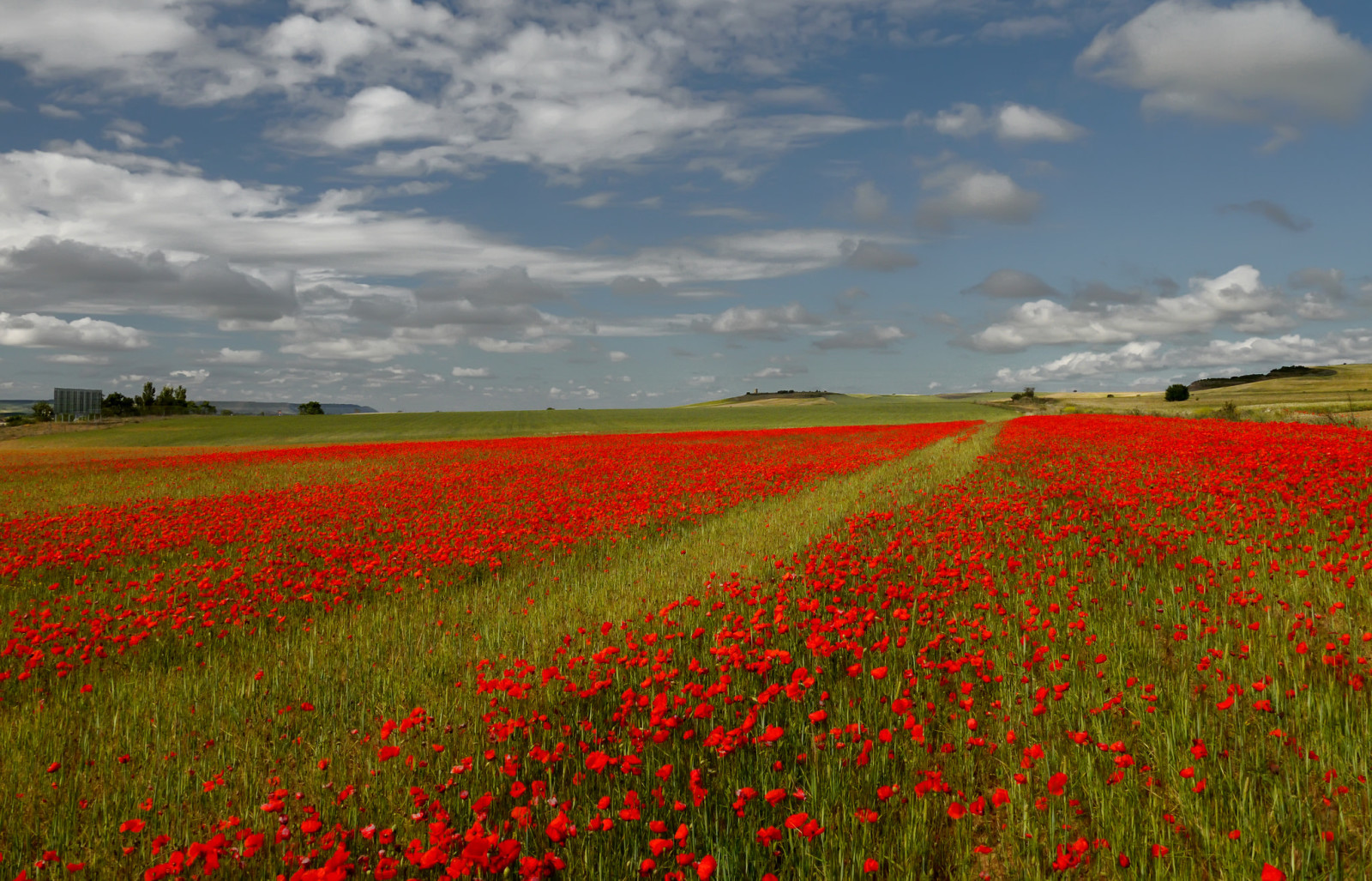 der Himmel, Haus, Feld, Blumen, Italien, Hügel, Wiese, Maki