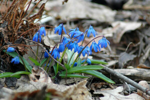 Çiçekler, doğa, scilla, bahar