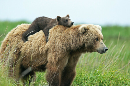 beer, bears, top