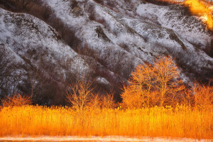 l'automne, montagnes, plante, pente