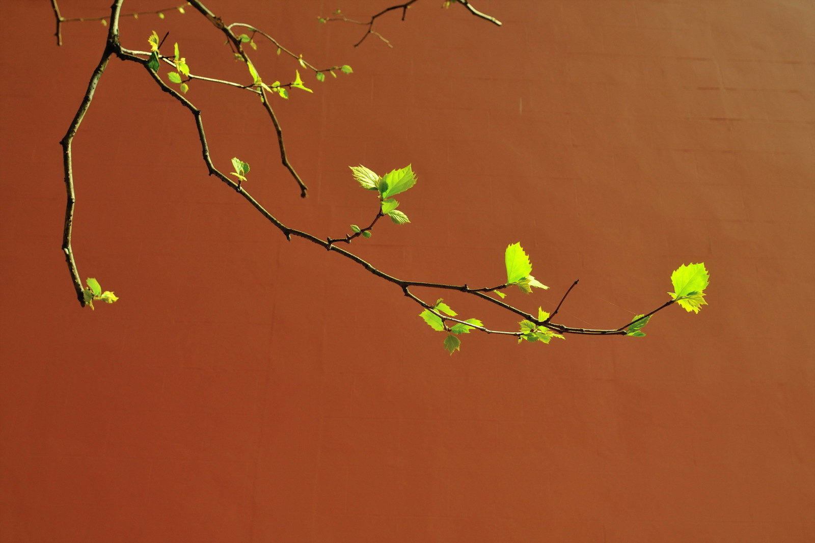 wall, spring, branch