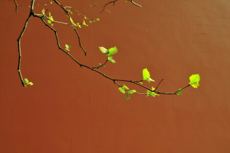 branche, printemps, mur