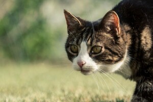 bokeh, kat, ansigt, overskæg