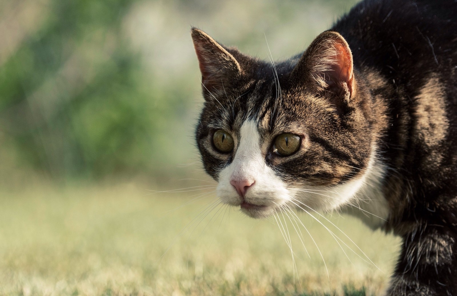 gezicht, bokeh, kat, snor