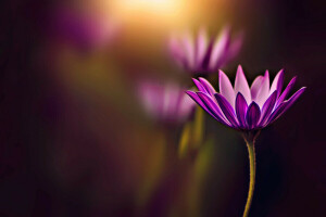 Hintergrund, Bokeh, Blume