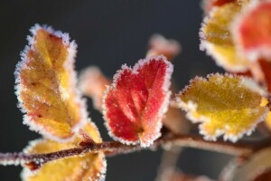 frost, ice, leaves, macro, red, snow, yellow