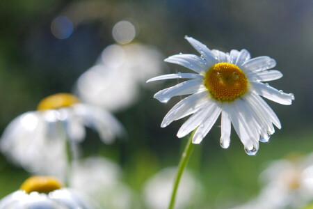 Marguerite, gouttes, macro, pétales, Rosa