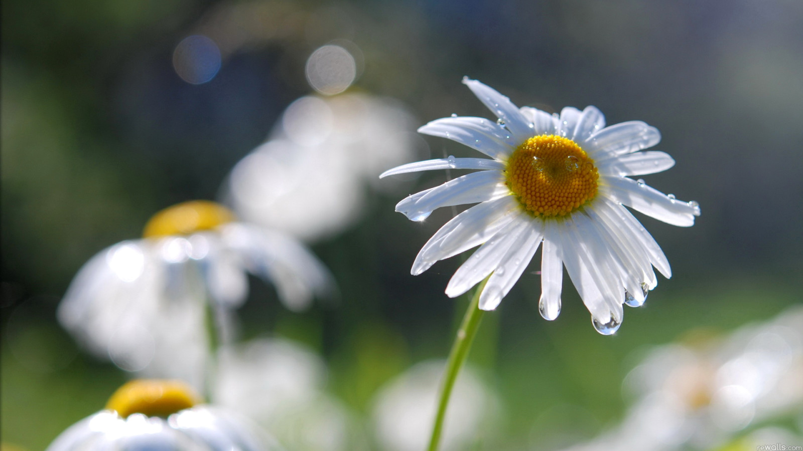 macro, gouttes, pétales, Marguerite, Rosa