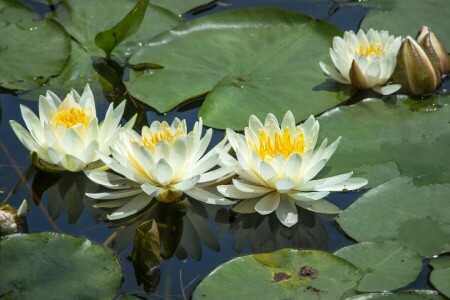 feuilles, Nymphaeum, nénuphars, nénuphar