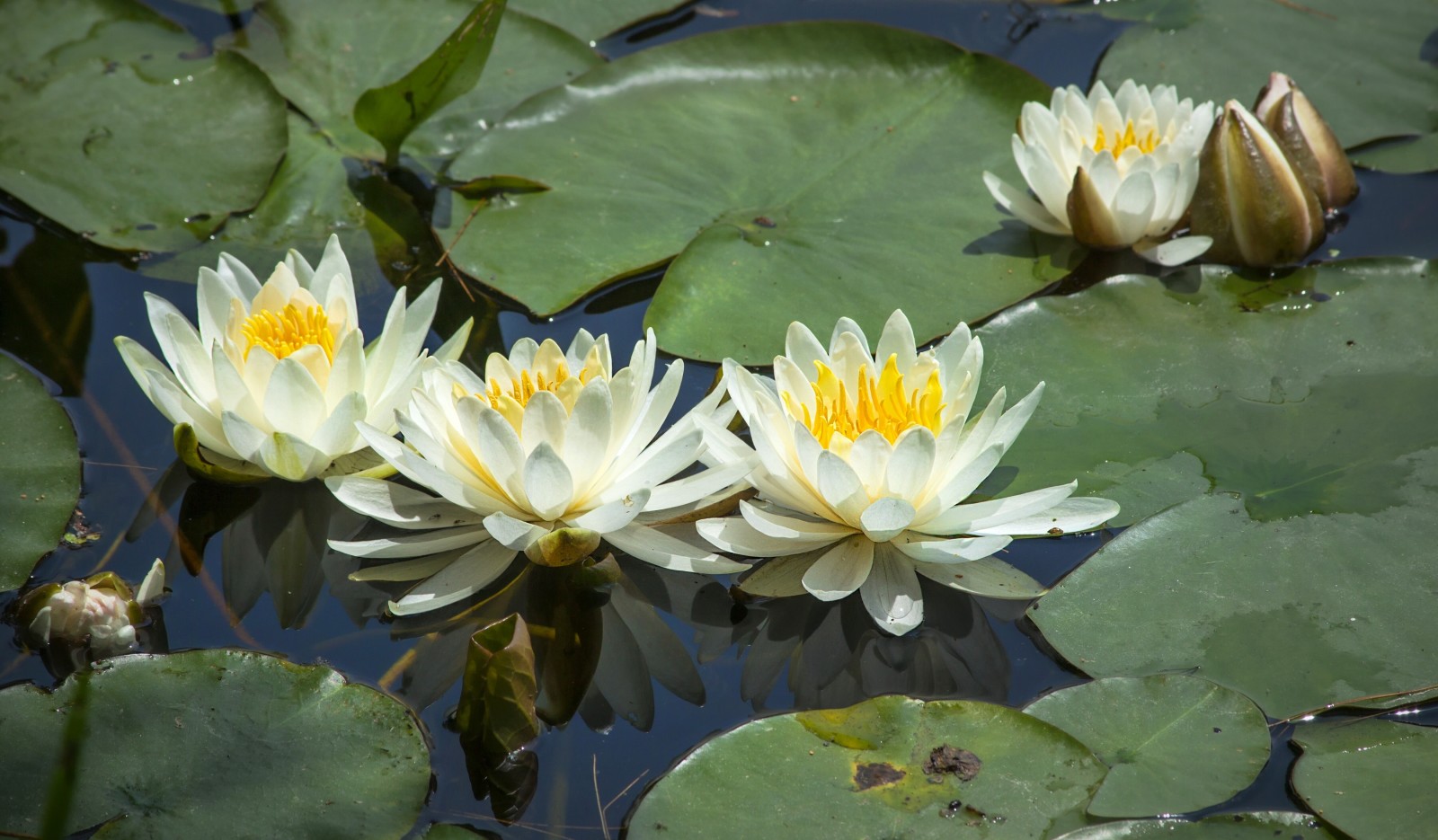 water lilies, leaves, Nymphaeum, water Lily