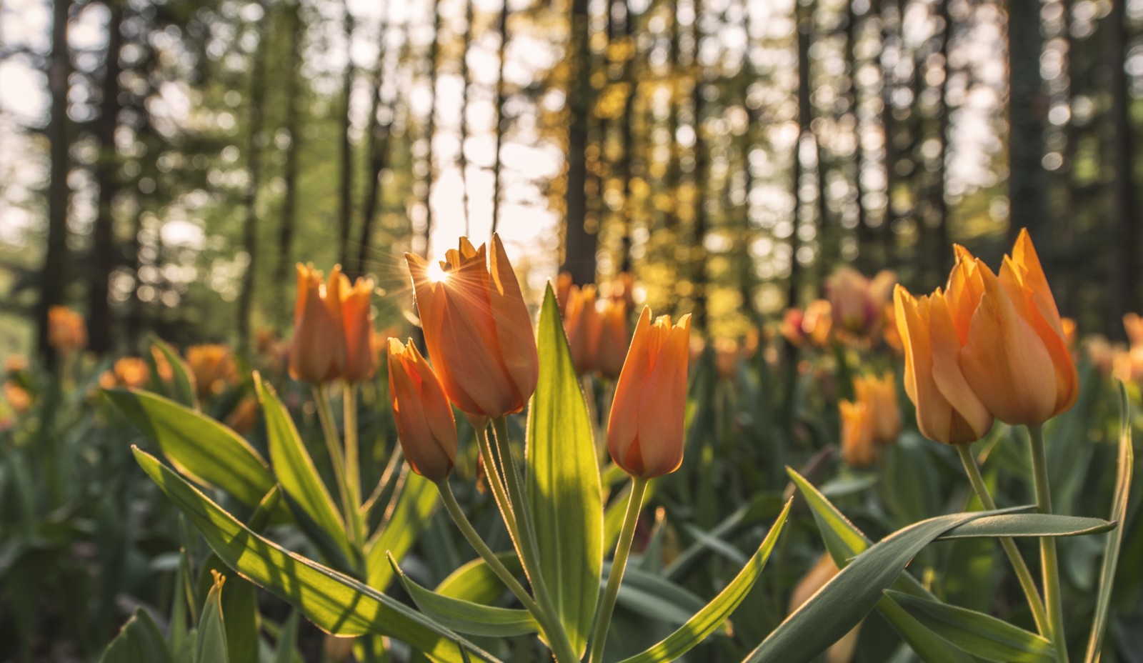 květiny, tulipány, okvětní lístky, slunce