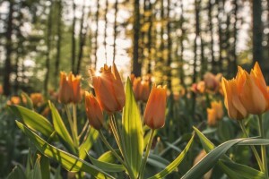 blommor, kronblad, solen, tulpaner