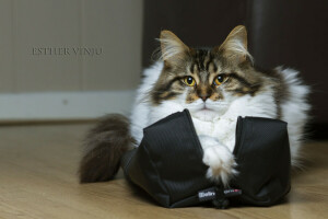 bag, cat