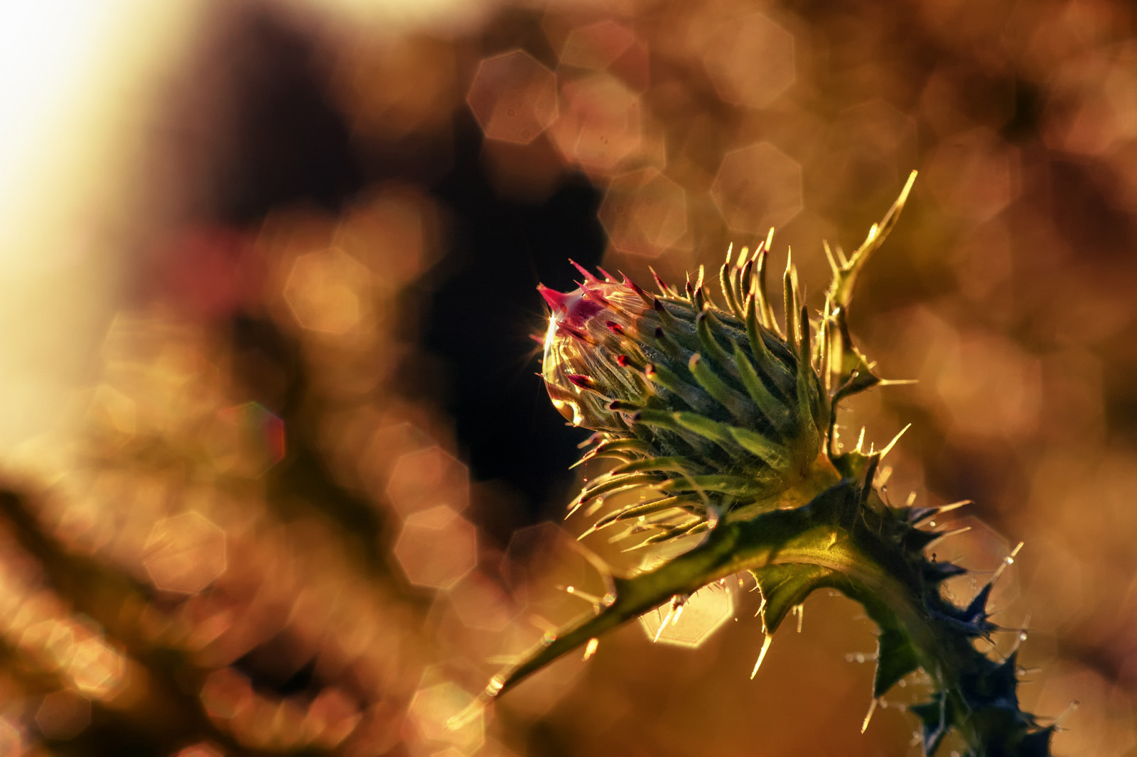 macro, flor, Rosa, Cardo de leche, el kalyuchku