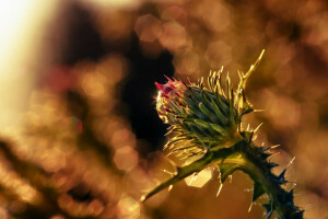 floare, macro, Thistle de lapte, Rosa, kalyuchku