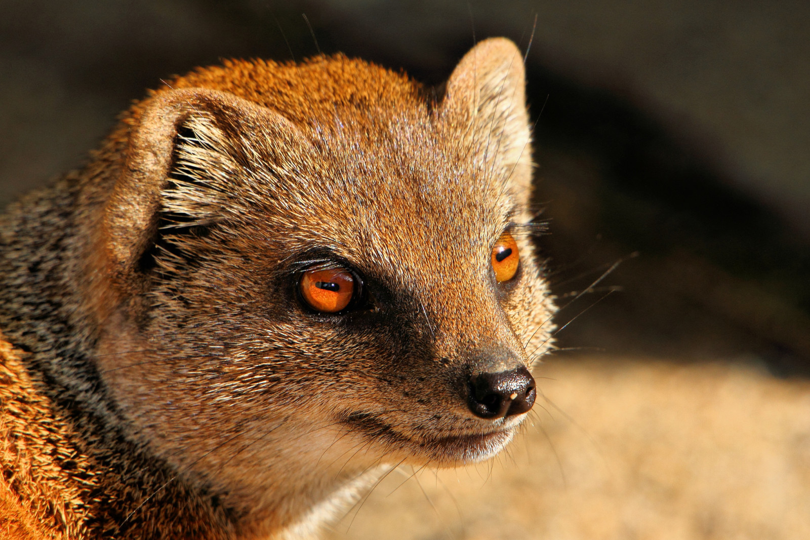 Guarda, predatore, mangusta