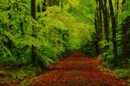 l'automne, branches, forêt, feuilles, Piste, des arbres