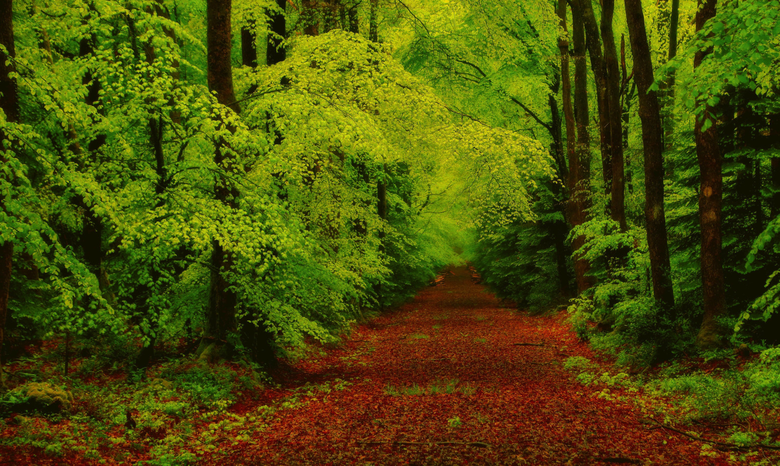 l'automne, forêt, branches, des arbres, feuilles, Piste